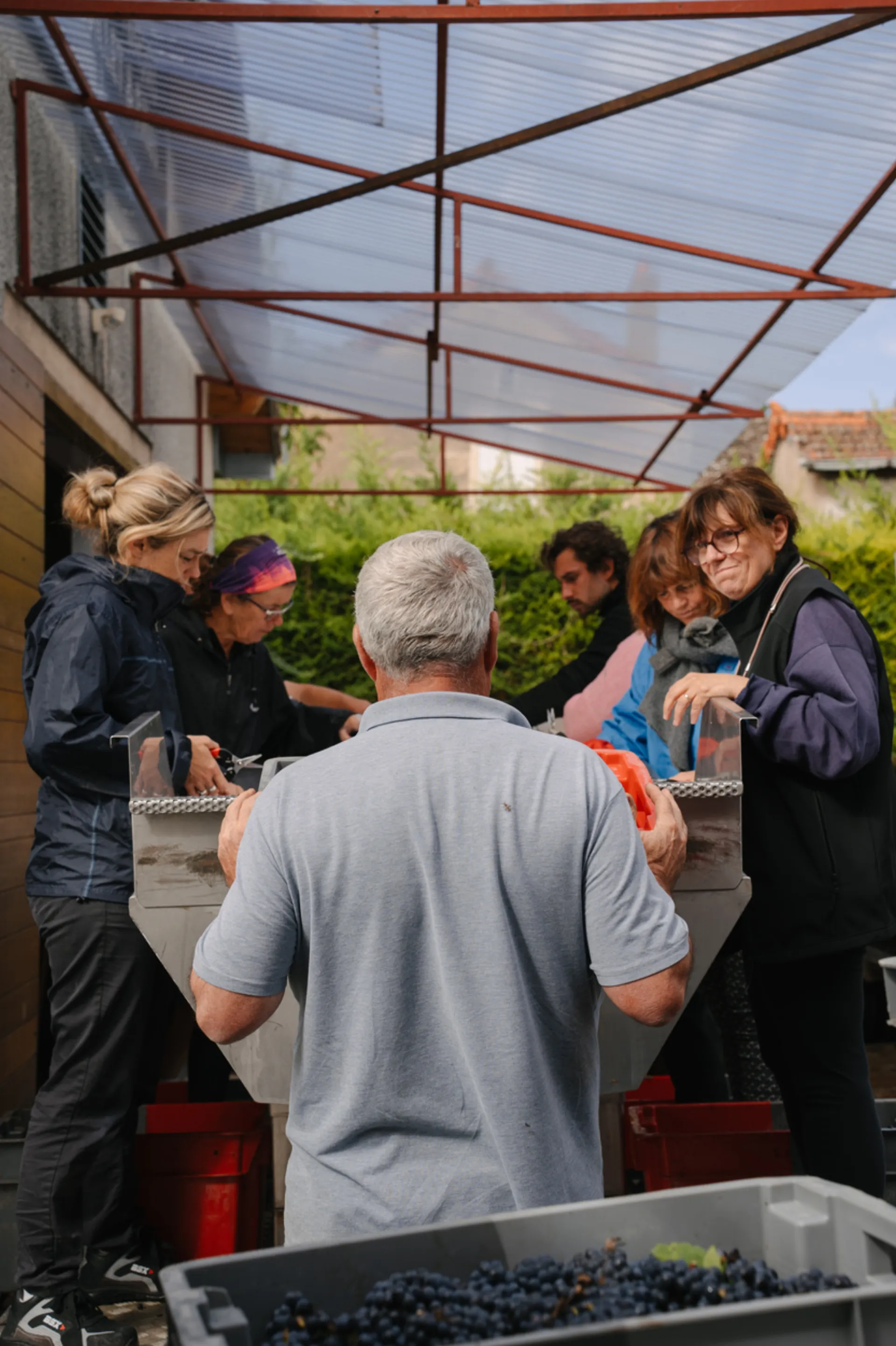 Table de tri manuelle pendant les vendanges au Domaine Raquillet