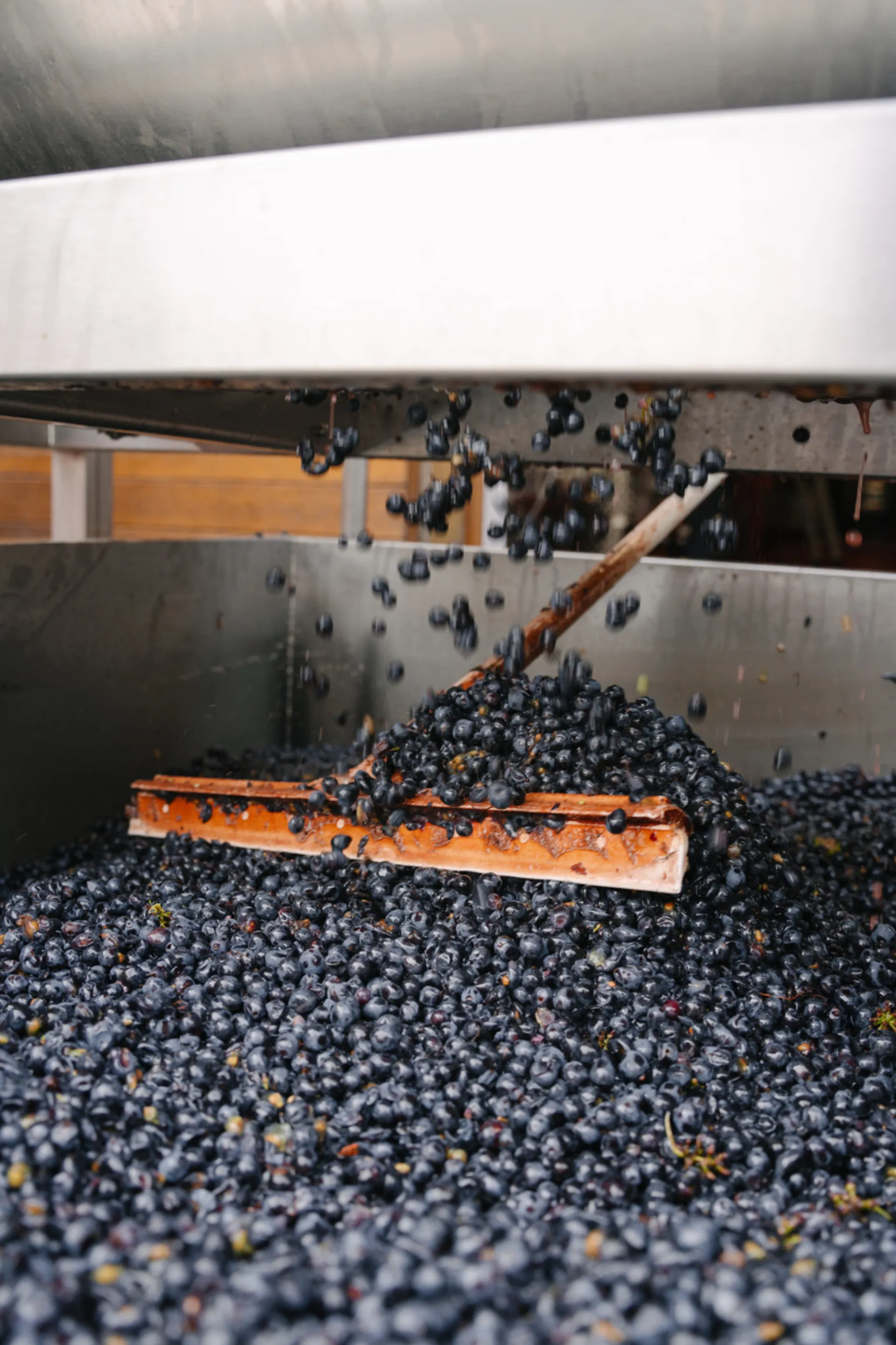 Raisins égrappés à 100 % lors de la vinification au Domaine Raquillet