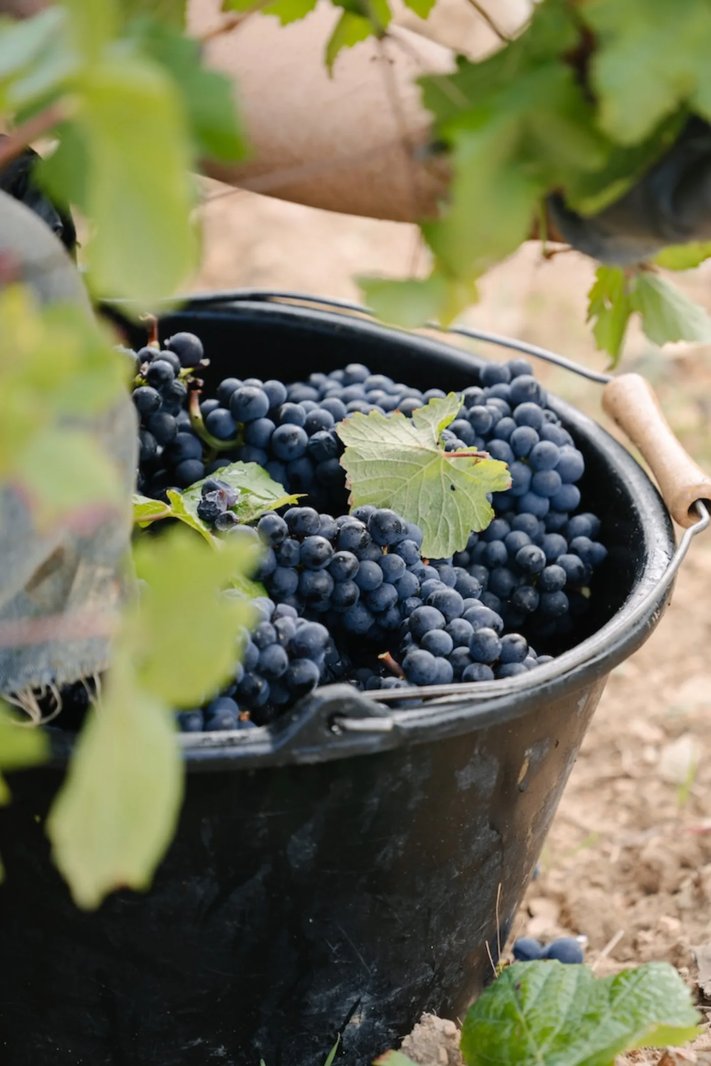 Vendanges manuelles au Domaine Raquillet à Mercurey