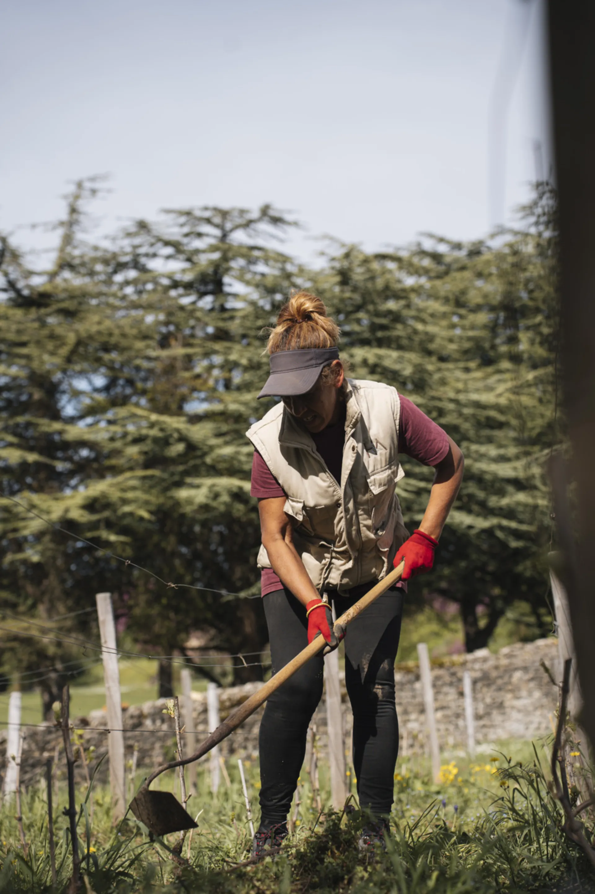 Maria, Vineyard work